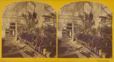 Conservatory. The President's House, Washington, D.C., 1873. Creators: C. Seaver, Jr., Charles Pollock