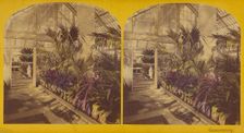 Conservatory. The President's House, Washington, D.C., 1873. Creators: C. Seaver, Jr., Charles Pollock