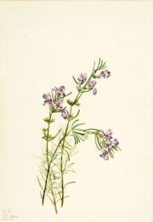 Conradina verticillata, 1934. Creator: Mary Vaux Walcott