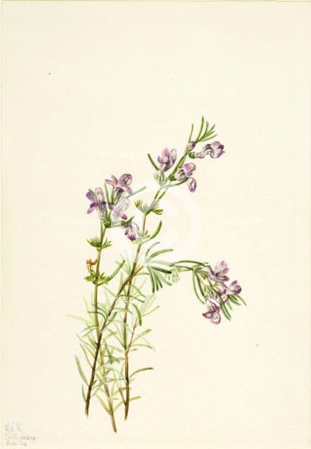 Conradina verticillata, 1934. Creator: Mary Vaux Walcott.
