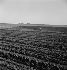 Contour plowing on mechanized farms, Childress County, Texas Panhandle, Texas, 1938. Creator: Dorothea Lange