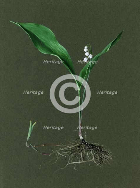 Convallaria majalis (Lily of the Valley), c1870-1920. Creator: Harold Drinkwater.