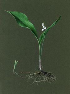 Convallaria majalis (Lily of the Valley), c1870-1920. Creator: Harold Drinkwater