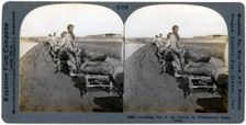 Conveying salt to the interior by wheelbarrow train, China, 1906. Artist: Keystone