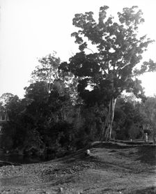 Coomera River - Upper Coomera, c1880s. Creator: Robert Augustus Henry L'Estrange
