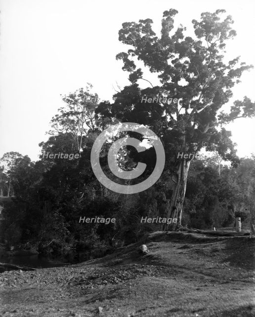 Coomera River - Upper Coomera, c1880s. Creator: Robert Augustus Henry L'Estrange.