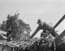 Cooperating farmers with wagonload of corn..., Yamhill County, Oregon, 1939. Creator: Dorothea Lange