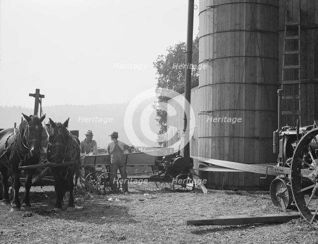 Cooperating farmers feeding corn from the wagon..., near West Carlton, Yamhill County, Oregon, 1939. Creator: Dorothea Lange.