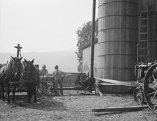 Cooperating farmers feeding corn from the wagon..., near West Carlton, Yamhill County, Oregon, 1939. Creator: Dorothea Lange