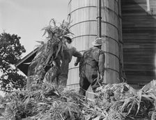 Cooperating farmers feeding corn from the wagon..., Yamhill County, Oregon, 1939. Creator: Dorothea Lange