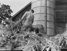 Cooperating farmers feeding corn from the wagon..., Yamhill County, Oregon, 1939. Creator: Dorothea Lange