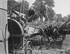 Cooperating farmers feeding corn from the wagon..., Yamhill County, Oregon, 1939. Creator: Dorothea Lange