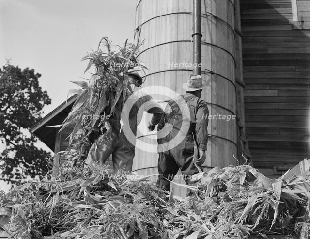 Cooperating farmers feeding corn from the wagon..., Yamhill County, Oregon, 1939. Creator: Dorothea Lange.