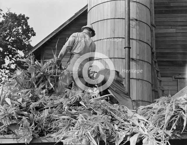 Cooperating farmers feeding corn from the wagon..., Yamhill County, Oregon, 1939. Creator: Dorothea Lange.