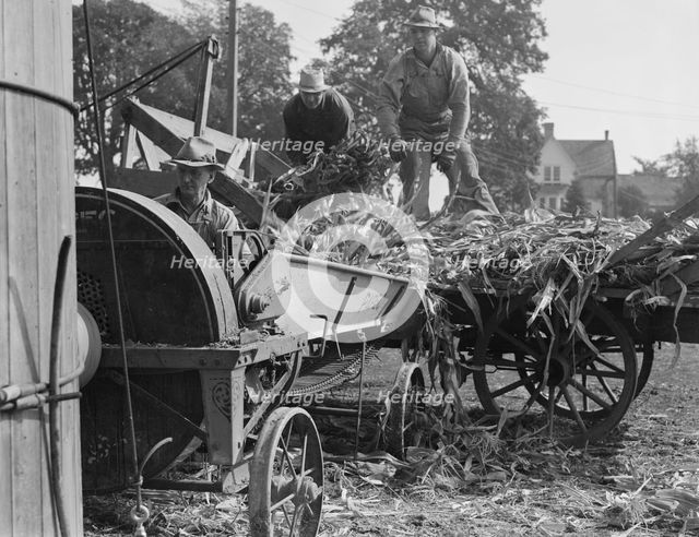Cooperating farmers feeding corn from the wagon..., Yamhill County, Oregon, 1939. Creator: Dorothea Lange.