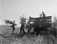 Cooperating farmers load wagons with corn..., Yamhill County, Oregon, 1939. Creator: Dorothea Lange