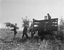 Cooperating farmers load wagons with corn..., Yamhill County, Oregon, 1939. Creator: Dorothea Lange