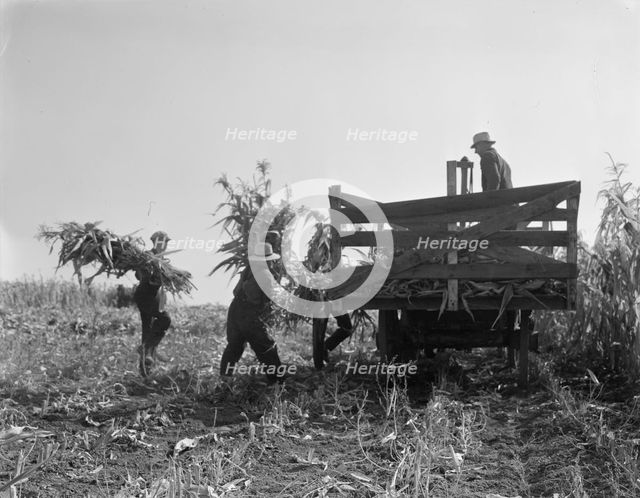 Cooperating farmers load wagons with corn..., Yamhill County, Oregon, 1939. Creator: Dorothea Lange.