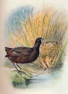 Coot - Fu'lica at'ra c1910, (1910). Artist: George James Rankin