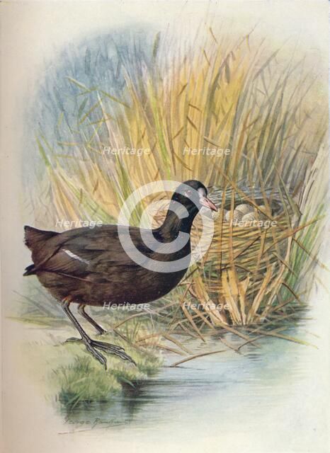 'Coot - Fu'lica at'ra', c1910, (1910). Artist: George James Rankin.