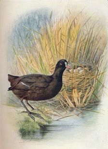 Coot - Fu'lica at'ra c1910, (1910). Artist: George James Rankin