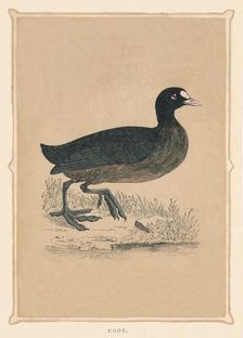Coot (Fulica), c1850, (1856)