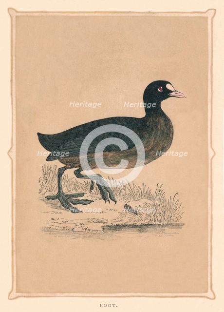 'Coot', (Fulica), c1850, (1856). Artist: Unknown.