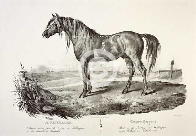 Copenhagen, the Duke of Wellington's horse, 19th century. Artist: Unknown.