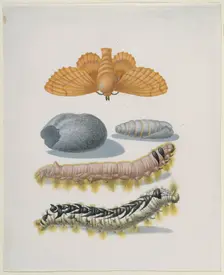 Copper brood moth with caterpillars and cocoon, after 1679. Creator: Sybilla Merian