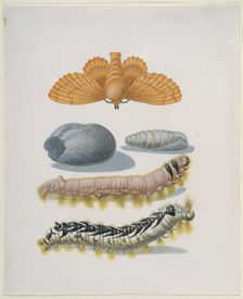 Copper brood moth with caterpillars and cocoon, after 1679. Creator: Sybilla Merian