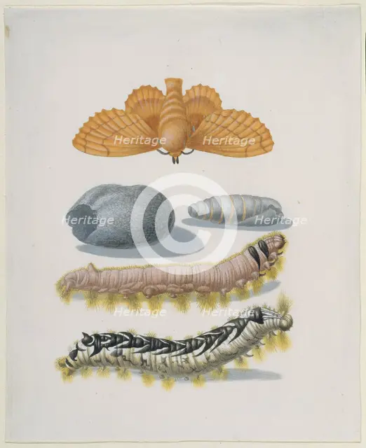 Copper brood moth with caterpillars and cocoon, after 1679.  Creator: Sybilla Merian.