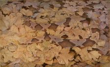 Copperhead Snake on Dead Leaves, study for book Concealing Coloration in the Animal Kingdom. Creator: Abbott Handerson Thayer