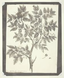 Copy of Botanical Engraving of "Celtis", 1840/45. Creator: William Henry Fox Talbot
