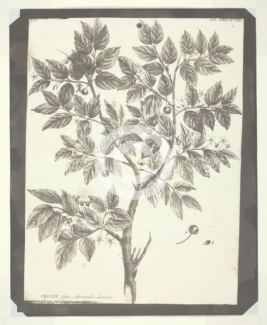 Copy of Botanical Engraving of "Celtis", 1840/45. Creator: William Henry Fox Talbot.