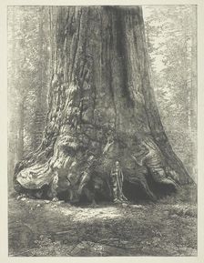 Copy of Carleton Watkins "Galen Clark Before the Grizzly Giant", c. 1863. Creator: Carleton Emmons Watkins