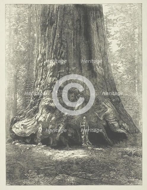 Copy of Carleton Watkins' "Galen Clark Before the Grizzly Giant", c. 1863. Creator: Carleton Emmons Watkins.
