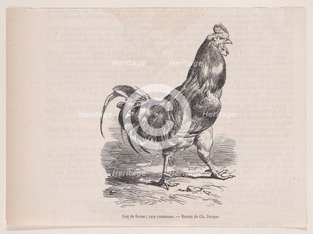 Coq de ferme; race commune.; from Magasin Pittoresque, ca. 1852. Creator: Charles Emile Jacque.