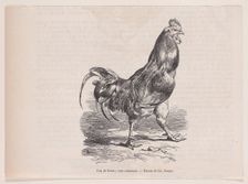 Coq de ferme; race commune.; from Magasin Pittoresque, ca. 1852. Creator: Charles Emile Jacque