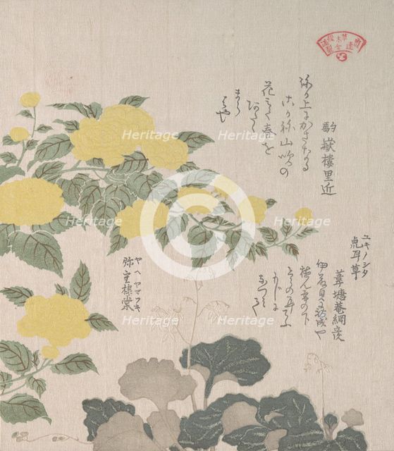 Corchorus (or Yellow Rose) and Creeping Saxifrage, 19th century. Creator: Kubo Shunman.