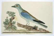 Coracius garrulus (European roller), 1777-1786. Creator: Robert Jacob Gordon