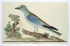 Coracius garrulus (European roller), 1777-1786. Creator: Robert Jacob Gordon
