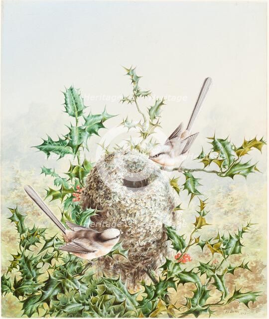 Coral Buntings and Their Nest in a Holly Tree, 1878. Creator: Harry Bright.