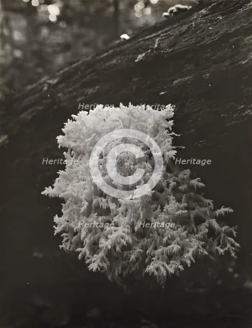 Coral mushroom (Ramaria), between 1910 and 1935. Creator: Frances Benjamin Johnston.