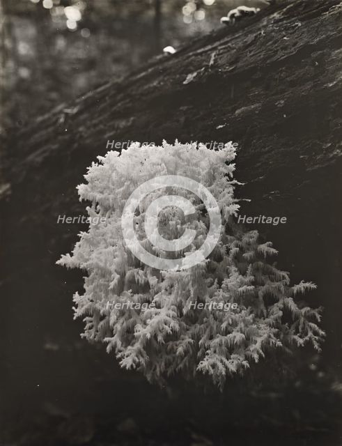 Coral mushroom (Ramaria), between 1910 and 1935. Creator: Frances Benjamin Johnston.