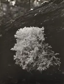 Coral mushroom (Ramaria), between 1910 and 1935. Creator: Frances Benjamin Johnston