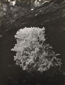 Coral mushroom (Ramaria), between 1910 and 1935. Creator: Frances Benjamin Johnston