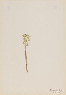 Corathorhiza corallorhiza, 1918. Creator: Mary Vaux Walcott