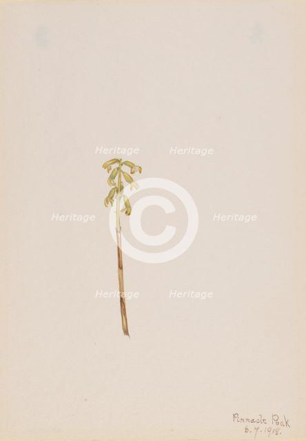 Corathorhiza corallorhiza, 1918. Creator: Mary Vaux Walcott.