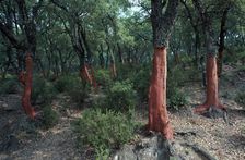 Cork Oak Trees