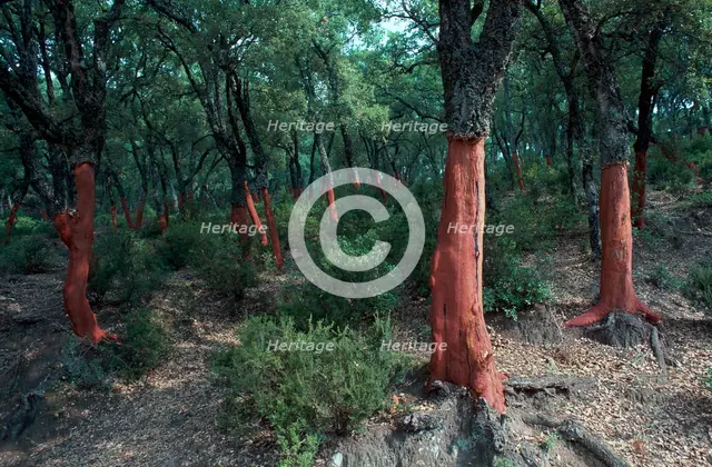 Cork Oak Trees.